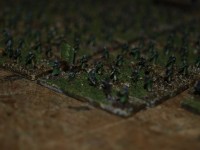 _3177307.JPG