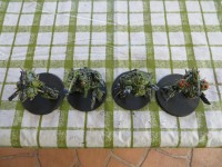 nurgle10.jpg